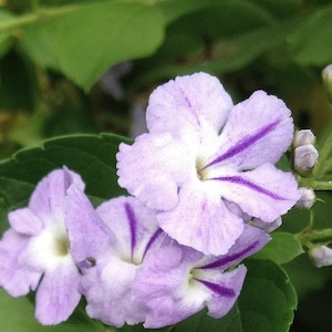 Duranta repens Lavender Sky Flower Live Semi-Tropical Shrub Bush Plant Pigeon Berry Golden Dew Drop Starter Size 4 Inch Pot