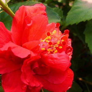 ANDERSONS DOUBLE RED Tropical Hibiscus Bush Shrub Live Plant Landscape Type