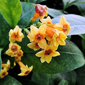 Orange Jasmine Bonsai - Etsy