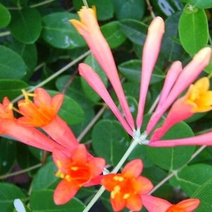 Coral Honeysuckle Vine Live Plant Lonceria sempervirens Bright Orange Flowers