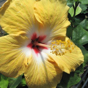 YELLOW WING Heirloom Tropical Landscape Hibiscus Bush Live Plant Single Gold White Red Starter Size