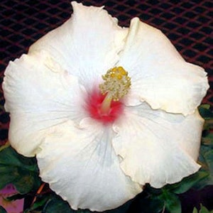 WHIPPED CREAM Tropical Hibiscus Live Plant Exotic Fancy Tyep Extra Large Single White Pink