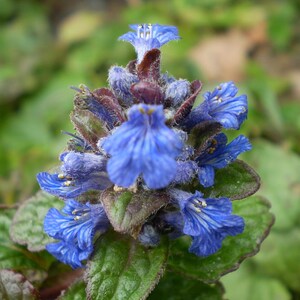 AJUGA CHOCOLATE CHIP Bugleweed Valfreda Shade Garden Ground Cover Live Plant Blue Flowers Bronze Leaves image 3