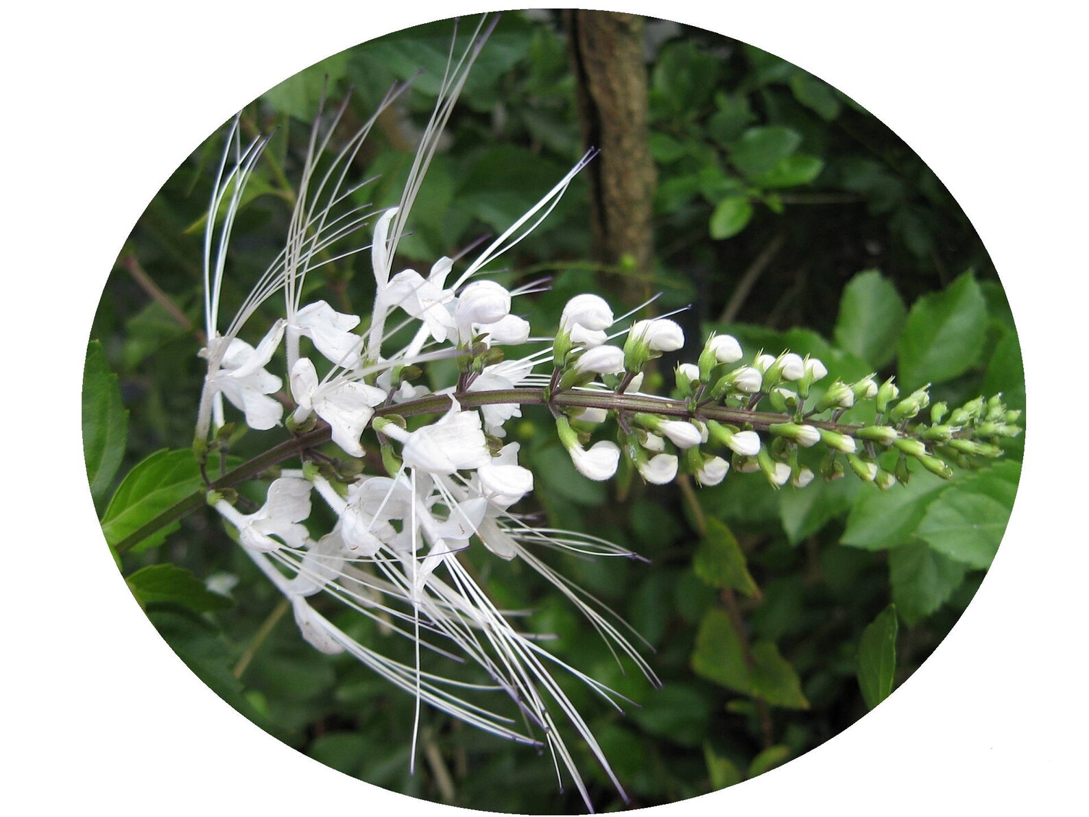 White Cat Whiskers Live Plant (Orthosiphon) - Java Tea Starter Plant In 4" Pot