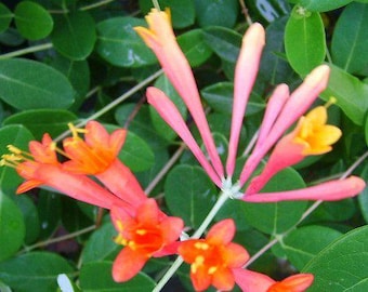 Coral Honeysuckle Vine Live Plant Lonceria sempervirens Bright Orange Flowers