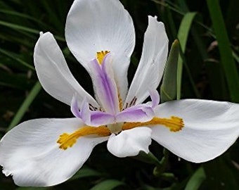 AFRICAN IRIS Japanese Plant Fortnight Lily Dietes iridioides White Blue Starter Size