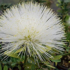 POWDER PUFF WHITE Tree Live Plant Calliandra haematocephylla alba Unique Flowers Bonsai Starter Plant
