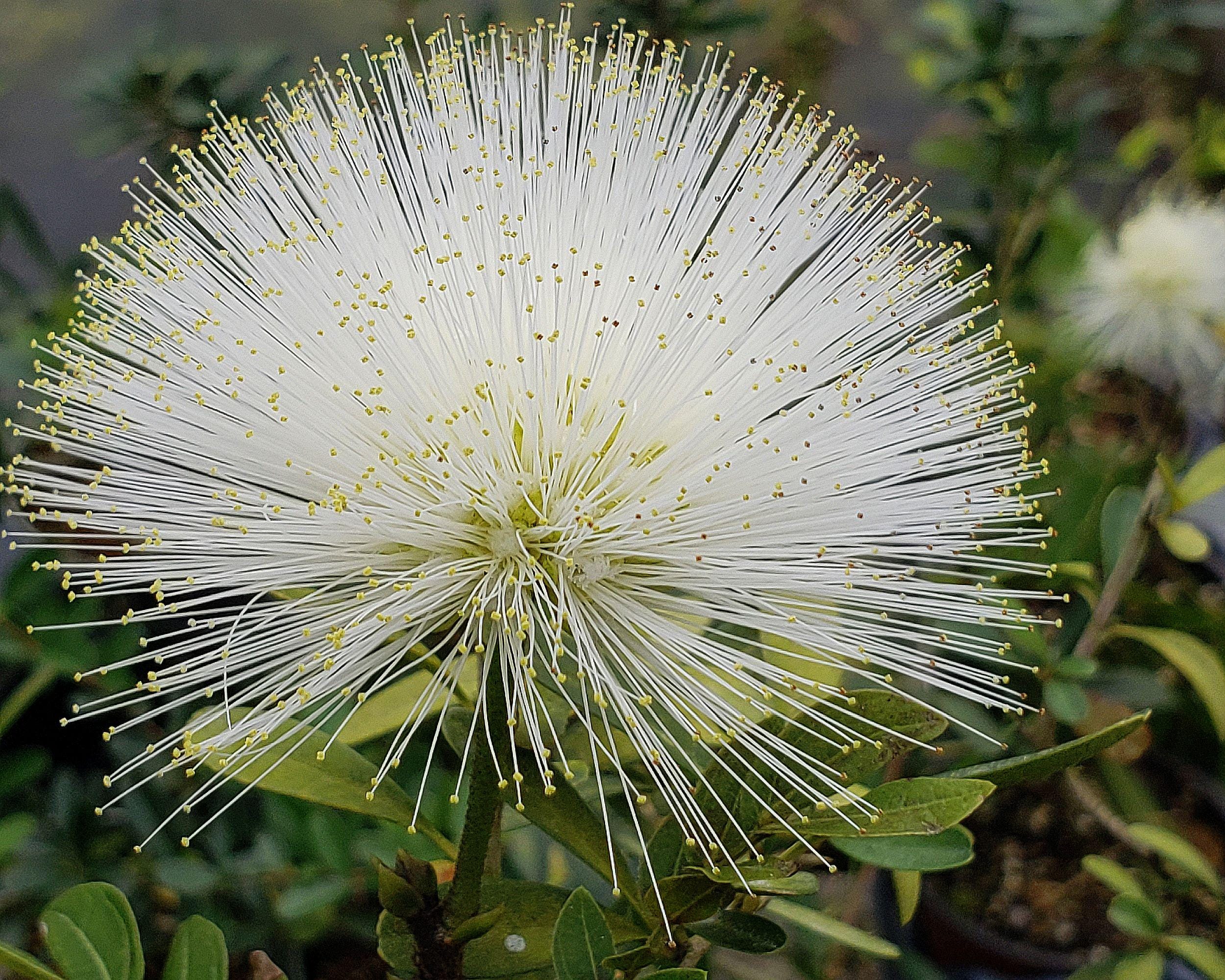 POWDER PUFF WHITE Tree Live Plant Calliandra Haematocephylla