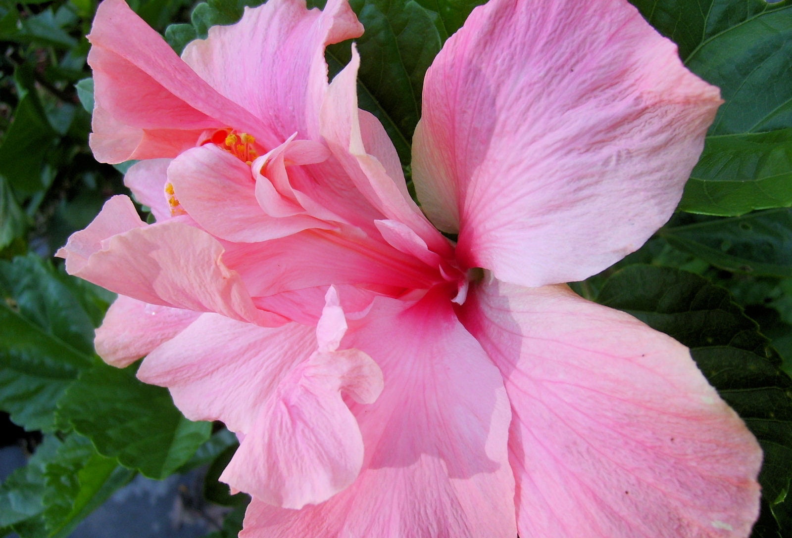 3-Pack, Hibiscus Cuttings from Hawaii — Best Hawaiian Plants from Kanoa  Hawaii