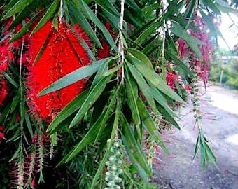 Boyette Weeping  Red Bottlebrush Tree Plant Flowers Attract Hummingbird 8-10" Tall