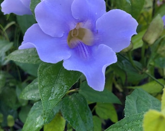 BLUE SKY Tropical Flowering Vine Live Plant Thunbergia grandiflora Lavender Blue Flowers Starter Size