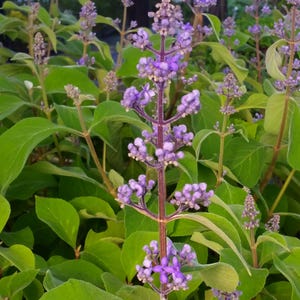 Cornutia Grandiflora Tropical Jamaican Lilac Live Plant Bush Showy Purple Lavender Bloom Fragrant Leaves 4 Inch Starter Size Pot imagen 5