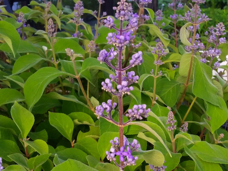 Cornutia Grandiflora Tropical Jamaican Lilac Live Plant Bush Showy Purple Lavender Bloom Fragrant Leaves 4 Inch Starter Size Pot imagen 5