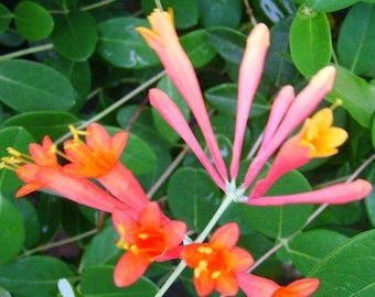 Coral Honeysuckle Vine Live Plant Lonceria sempervirens Bright Orange Flowers