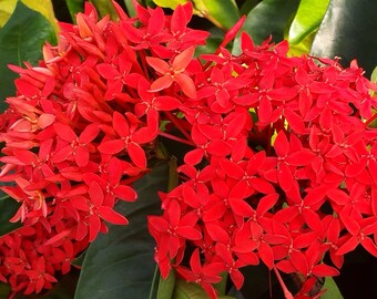 SUPER KING Tropical Ixora Live Plant Flowering Shrub Large Clusters of Brilliant Red Flowers Starter Size 4 Inch Pot Emerald R