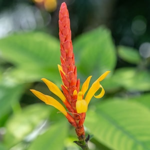 APHELANDRA HARTWEGIANA Tropical Red Orange Yellow Floret Flowering Unique Bloom Spike
