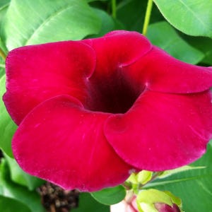 BRAZILIAN WINE Mini Red Allamanda Vine Live Tropical Plant Unusual Dark Burgundy Color