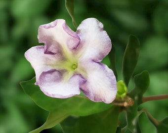 Brunsfelsia Isola Lady of Hispanola Night Fragrant Pastel Lavender Yellow Flower