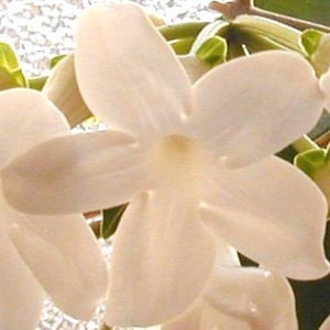 Stephanotis Variegated Bridal Flower Madagascar Jasmine Vine Plant Fragrant White Bloom Starter Sz 4