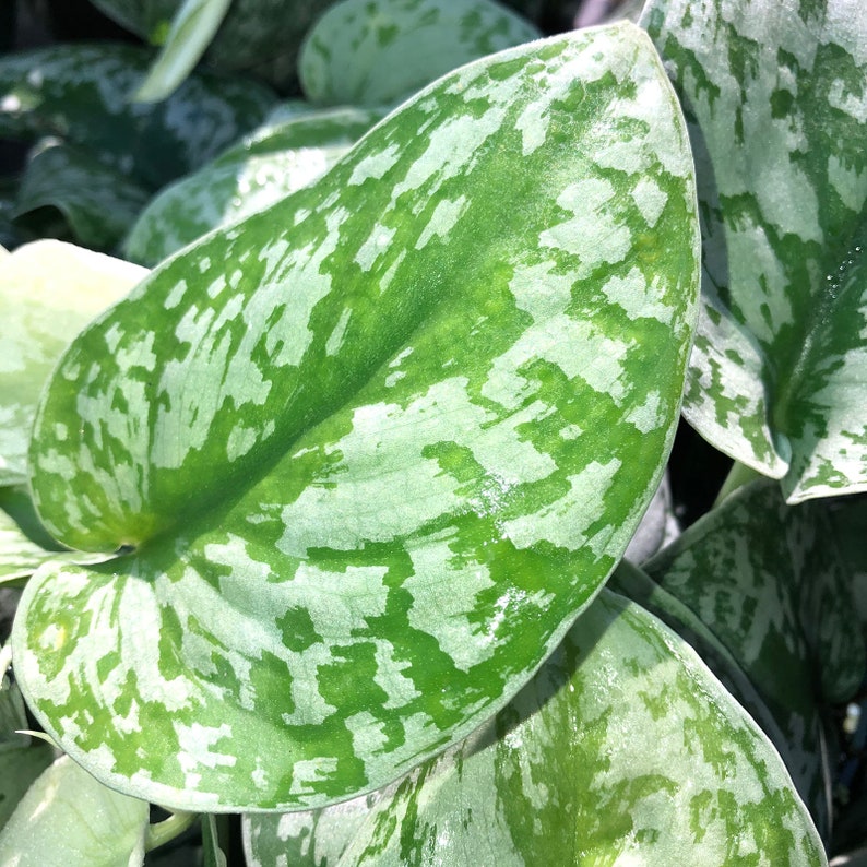 SILVER SATIN Pothos Scindapsus pictus Shiny Variegated Leaf Etsy