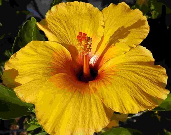 JOANN Tropical Hibiscus Live Plant Large Golden Orange Red Single Sometimes Crested Flowers Starter Size 4 Inch Pot Emerald R