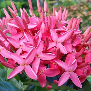 NORA GRANT Tropical Ixora Live Plant Plant Bright Pink Flowers