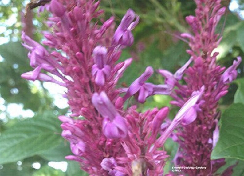PURPLE FIRESPIKE Live SemiTropical Plant Shade Perennial Etsy
