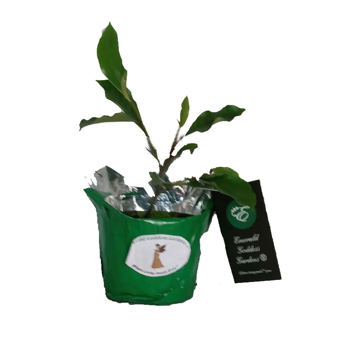 BANANA BUSH Shrub Plant Fragrant Pale Pastel Yellow Pink Etsy