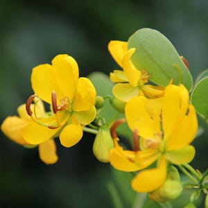 CHRISTMAS SENNA Bicapsularis Winter Cassia Semi Evergreen Showy Cold Weather Yellow Flower