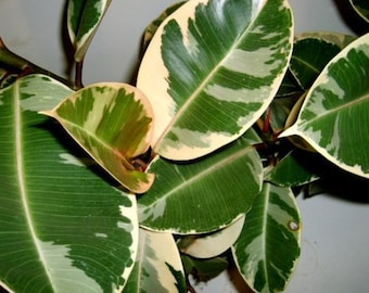 VARIEGATED RUBBER TREE Ficus Elastica Colorful Variegated Foliage Indoor or Outdoor