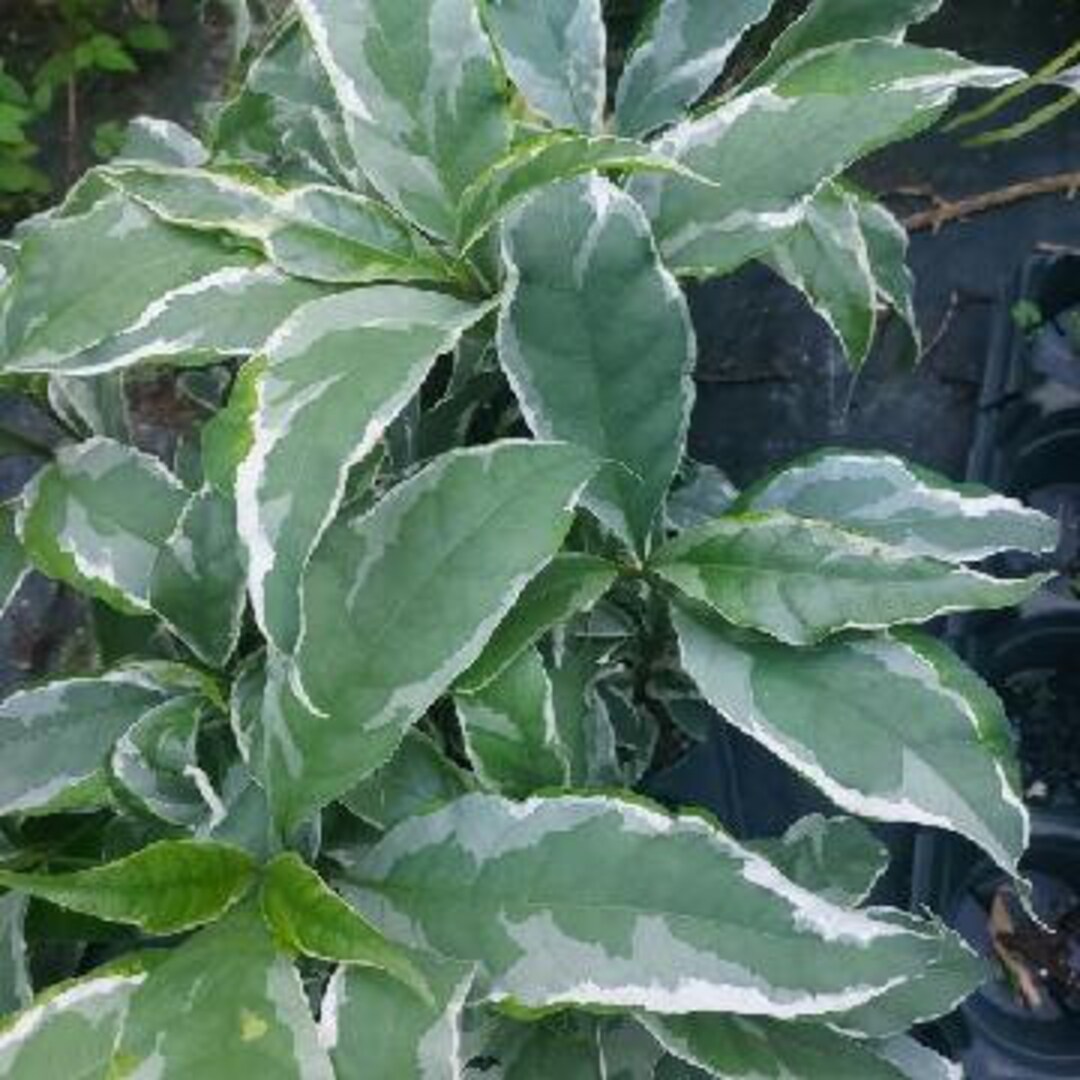 Caricature Jamaican Croton White Variegated Graptophyllum Etsy