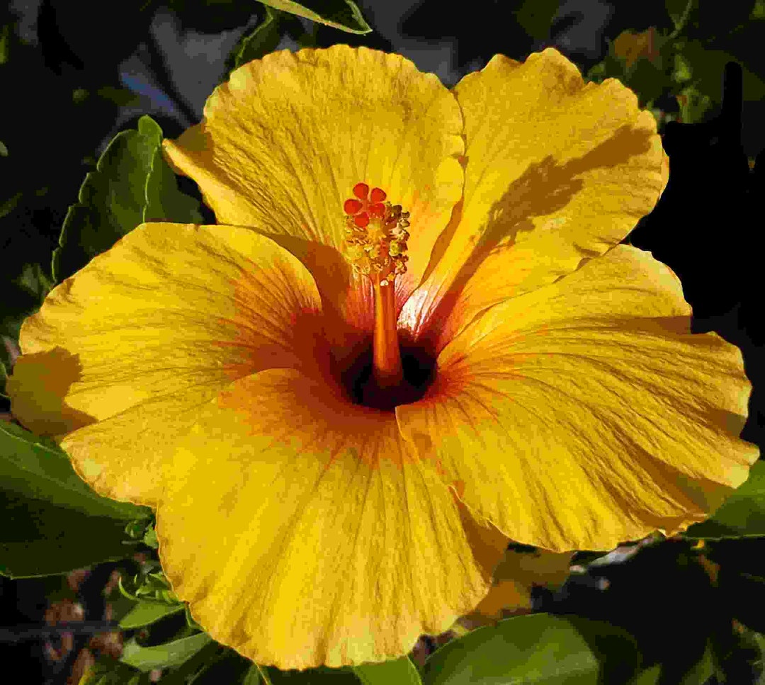 JOANN Tropical Hibiscus Live Plant Large Golden Orange Red Etsy