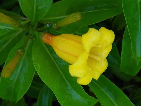 Bahama Firebush Plante Hamelia Cuprea Jaune Orange Fleurs Attirer Les Colibris Starter Taille 4 Pouces Pot émeraudes Tm