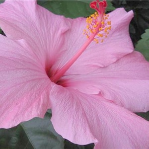 SEMINOLE PINK Tropical Hibiscus Live Plant Bush Large Single Flower Landscape Type