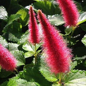 DWARF CHENILLE Unique Ground CoverTropical Live Plant Unusual Fuzzy Red Flowers