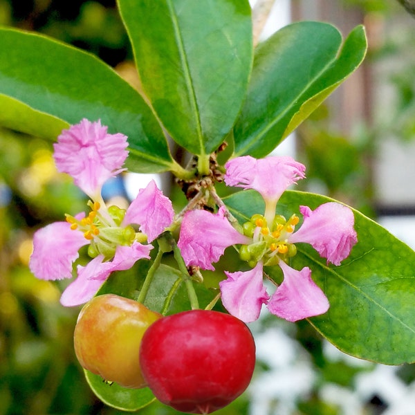 BARBADOS CHERRY Tropical Pink Flowering Sour Fruit Bearing Live Tree Shrub Historic Plant