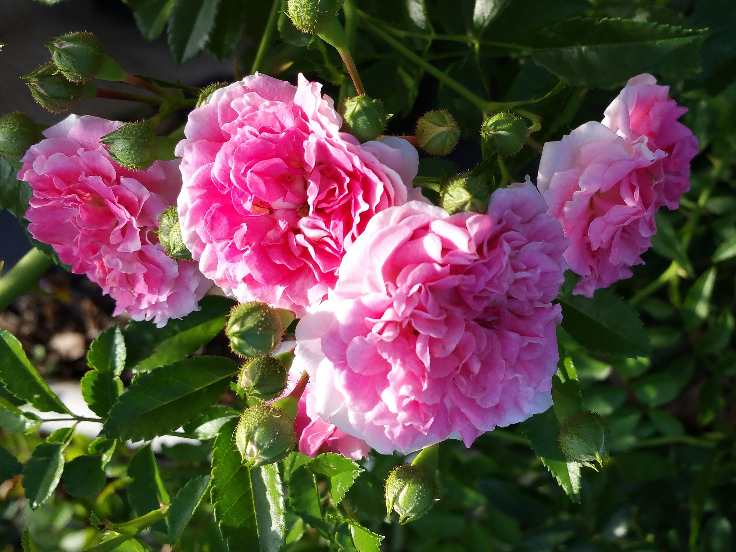 SEVEN SISTERS Old Garden Antique Heirloom Climbing Rambler Rose Bush - Etsy