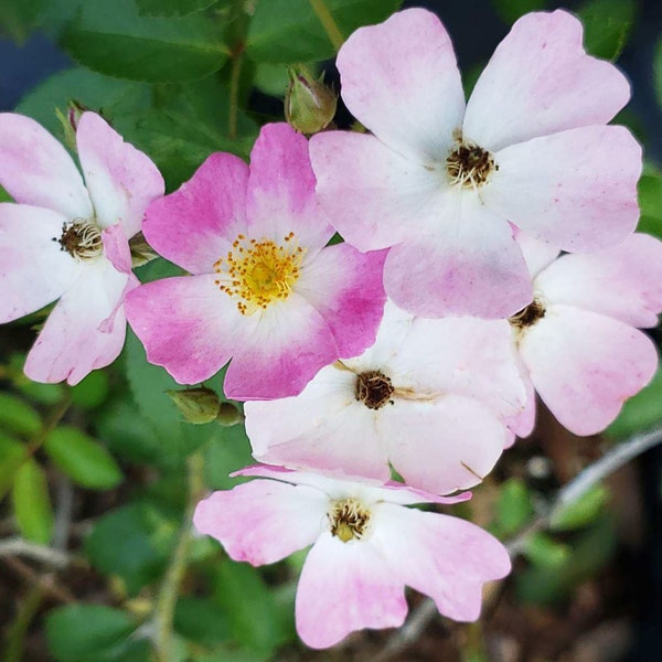 BALLERINA Musk ROSE Antique Heirloom Live Plant Shade Tolerant Reblooming Pink White Cluster Own Root