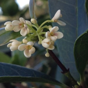 TEA OLIVE Sweet Osmanthus Fragrant Flowers White Cream Blooms Live Plant Slow Growing Tree