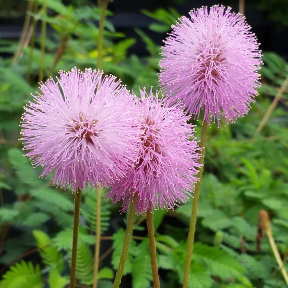 Sunshine Pink Mimosa Sensitive Live Plant Flowering Ground Etsy Australia