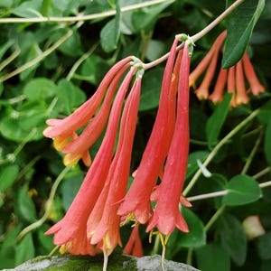 Coral Honeysuckle Vine Live Plant Lonceria sempervirens Bright Orange Flowers