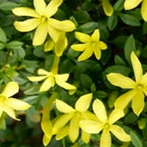 Jasmine PARKERS PARKERI Dwarf Fragrant Yellow Year Round Foliage Live Plant