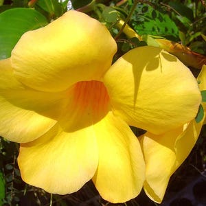 Allamanda Vine Live Plant BROWN BUD Hendersonii Vine Plant Tropical Big Yellow Bloom  Starter Size