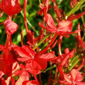 SCARLET CRIMSON Laurel Plumbago Semi-Tropical Perennial Live Plant Red Flowers Attracts Hummingbirds image 2