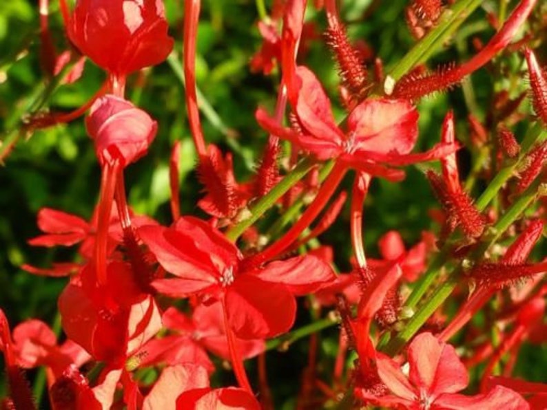 SCARLET CRIMSON Laurel Plumbago Semi-Tropical Perennial Live Plant Red Flowers Attracts Hummingbirds image 2