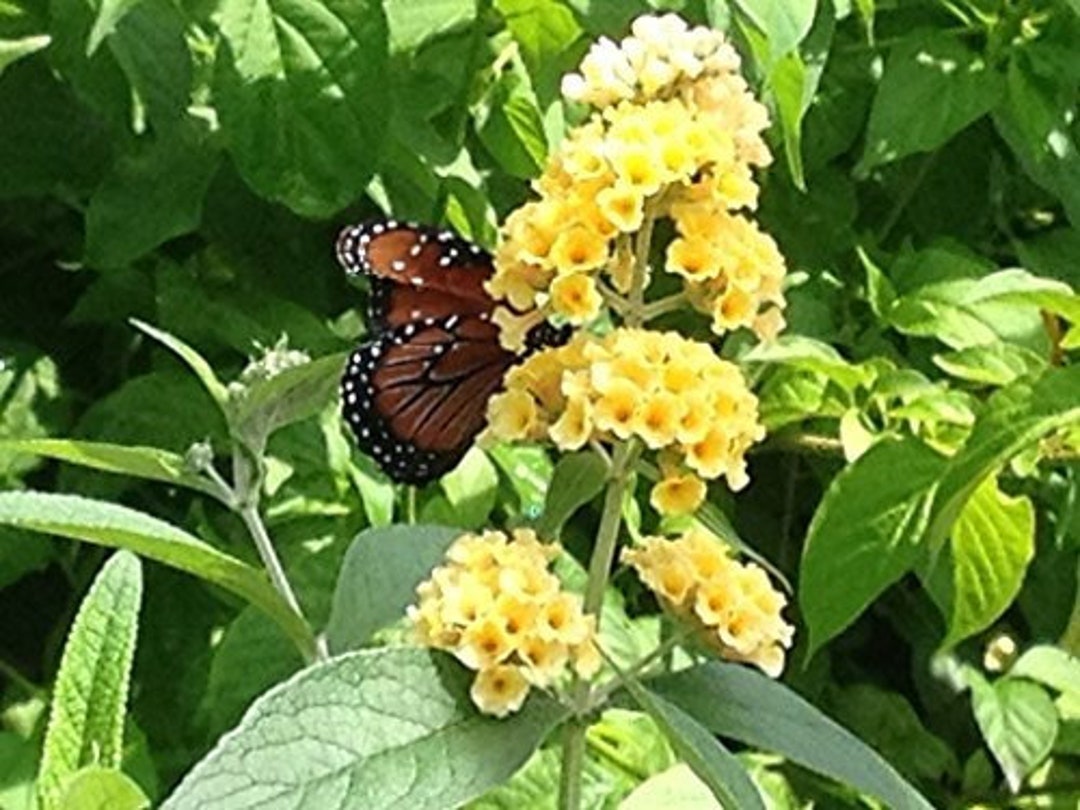 Buddleia YELLOW Butterfly Bush Summer Lilac Fragrant Etsy