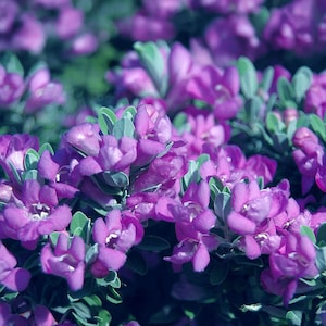 Texas Sage Silver Leaf Drought Tolerant Live Shrub Plant - 8-10" Tall - 4 Inch Pot