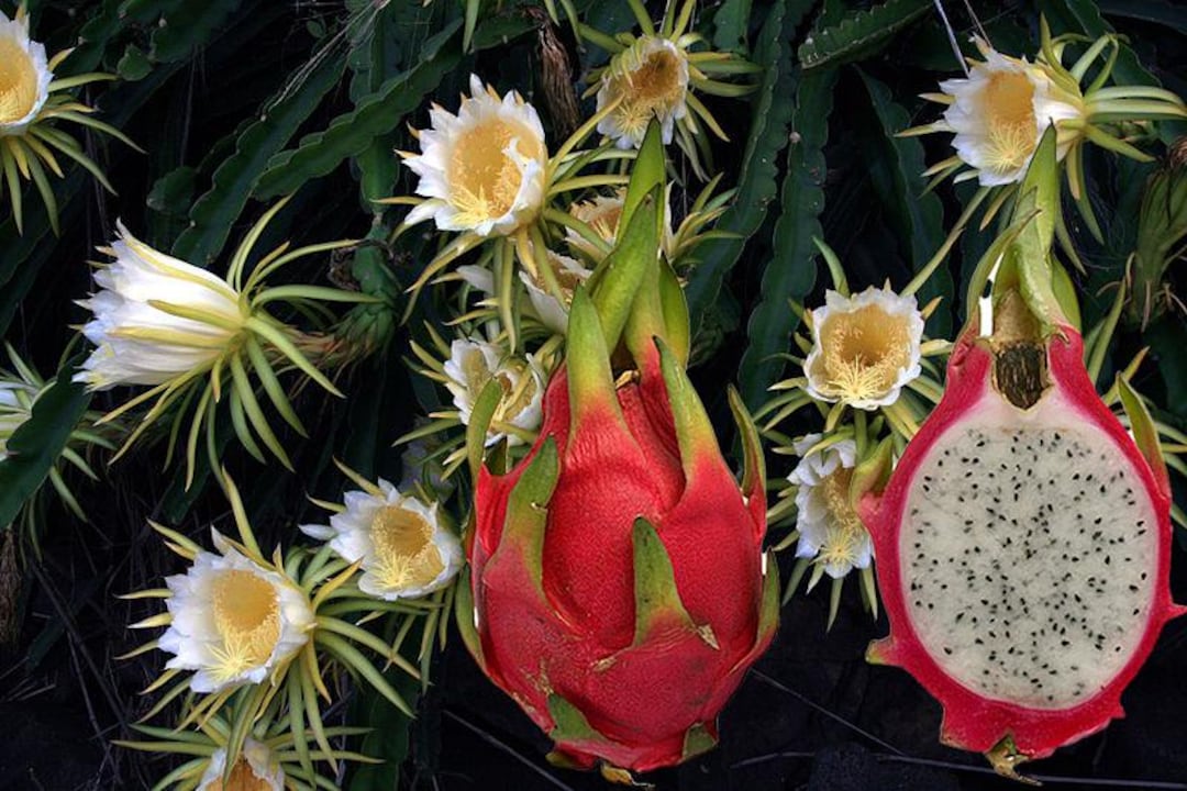 Dragon Fruit Hylocereus Undatus Pitahaya Fruit Plant Starter Size 4 Inch  Pot - Etsy