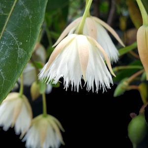 FAIRY PETTICOAT Tropical Flowering Live Tree Butterfly Plant Unusual Fringed Pink White Bloom