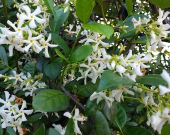 Jazmín Confederado Sur, enredadera de flores, planta viva, flor blanca fragante, 25-30 cm de altura.